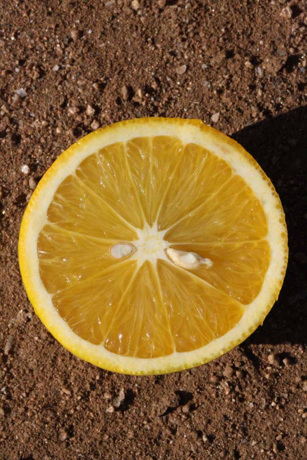              Fruit cross-section (Riverside, CA)       